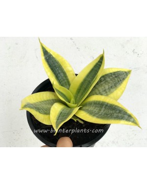 Sansevieria Trifasciata Golden Hahnii 