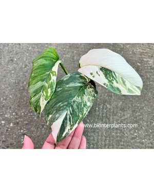 Monstera Lechleriana Variegated 