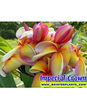 Plumeria " Imperial Crown " 