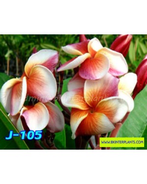 Plumeria "J105"