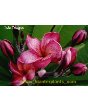 Plumeria " Jade dragon " 