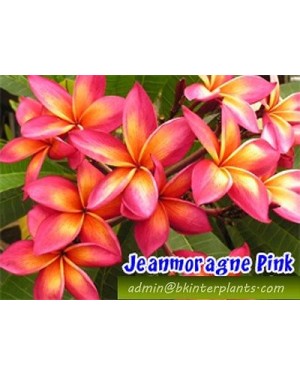 Plumeria " Jeanmorange "