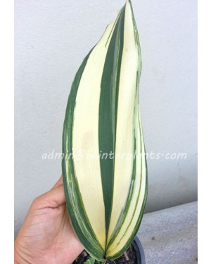 Kaempferia roscoeana Wall Variegated
