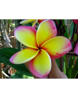 Plumeria " Kamena Gold "