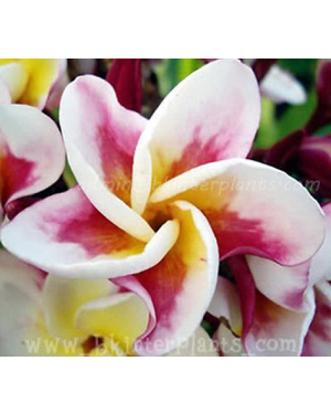 Plumeria " Kasetsin " 