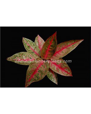 AGLAONEMA " Lagasi "