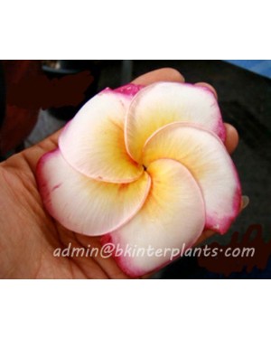 Plumeria " Macky "