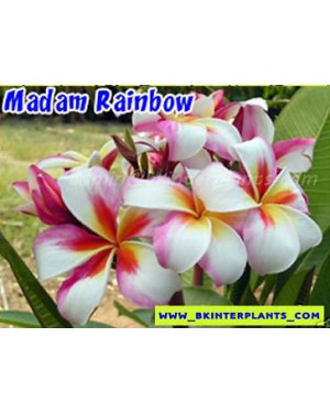 Plumeria " Madam Rainbow "