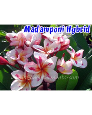 Plumeria " Madamponi Hybrid " 