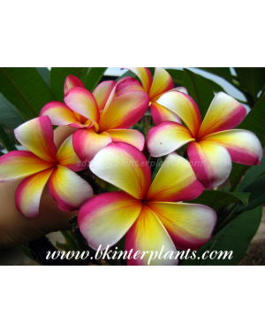 Plumeria " Magic Fancy "