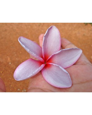 Plumeria " Mango Red "