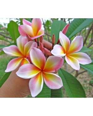 Plumeria " Manila Gold "