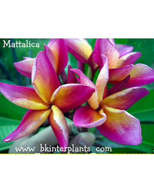 Plumeria " Mattalica " 