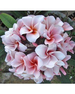 Plumeria " Miora "