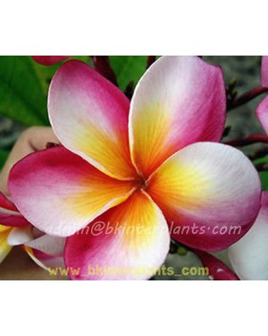 Plumeria " Miss World " 