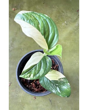 Monstera Acacoyaguensis Variegated