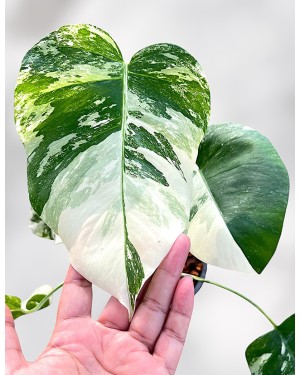 monstera-borsigiana-albo-variegated-houseplants