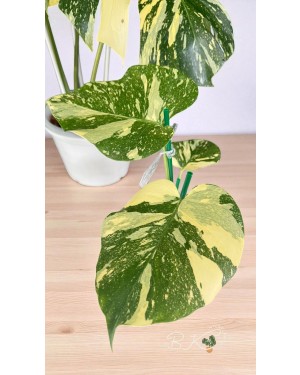 Close-up of Monstera Creme Brulee Variegated leaves showing unique creamy white and green variegation, rare tropical indoor plant foliage.