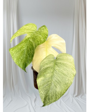 Close-up of a Monstera Full Mint variegation showing pastel green and deep emerald tones
