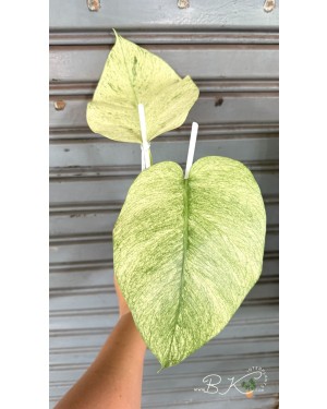 Close-up showing full mint variegation on Monstera leaf