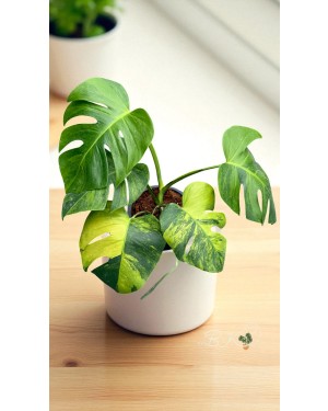 Full Plant in 8-inch Pot – Special Sale $99