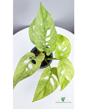 Close-up Monstera Laniata Mint Variegated Leaf Pattern