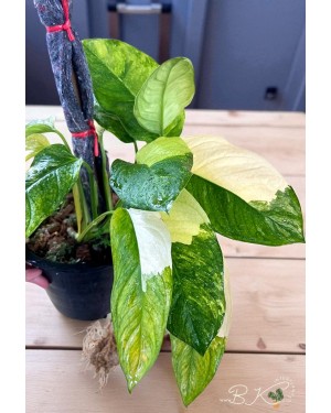 Monstera Obliqua Mayuna Variegated – top view showing fenestrated leaves with variegation