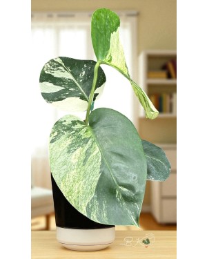 Monstera Mint Variegated – Side Angle Showing Petiole and Leaf Curl