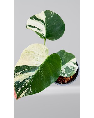 Monstera Mint Variegated