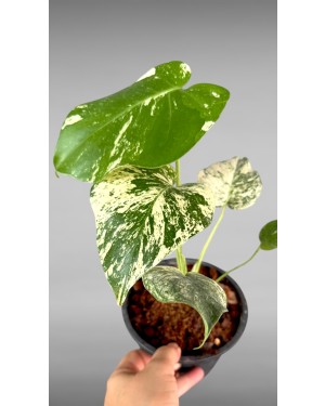 Monstera Deliciosa Silver Star Variegated