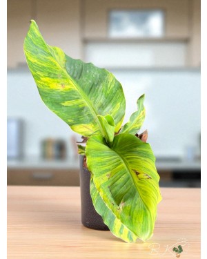 Side profile of Musa 'Hom Khae' Variegated showing plant structure and variegation