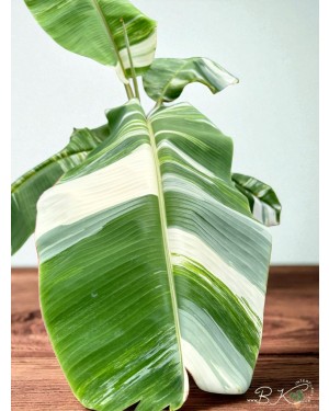Close-up of Variegated Banana Leaves