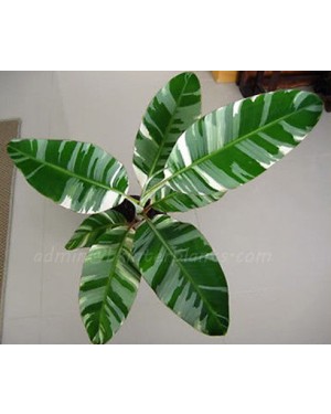 5 Plants Musa Banana Florida Variegated