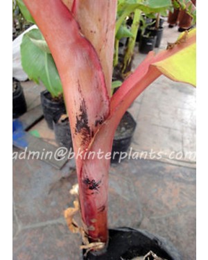 Musa Banana " Siam Red "