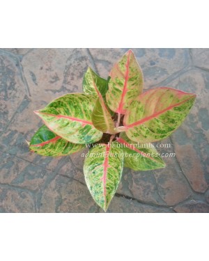 AGLAONEMA " Nasutus "