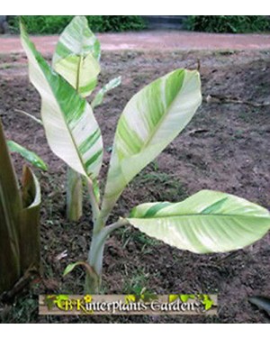 Musa Banana " Drafted Nam Wa Variegated "