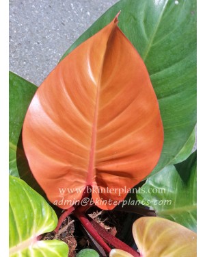 5 Plants Philodendron Prince of Orange