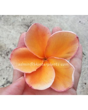 Plumeria " Parameno "