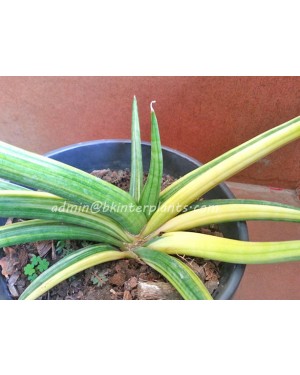 Sansevieria " PATENS Yellow Vareigated "