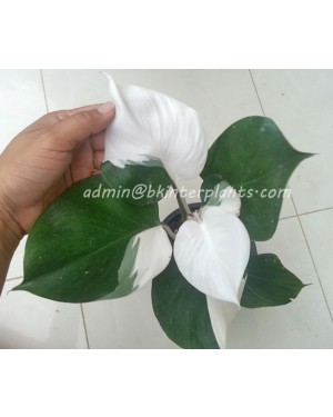 Philodendron White Knight Variegated 