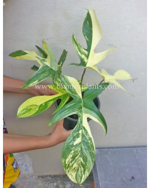 Philodendron Florida Beauty Variegated