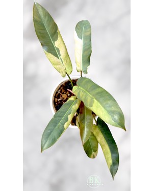Philodendron Atabapoense Variegated 