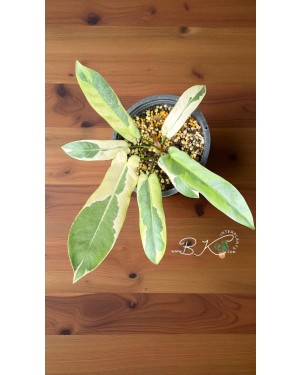 Full Plant Display – Elegant Vines