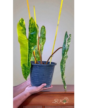 Close-up of elongated variegated leaf showing yellow-green marbling