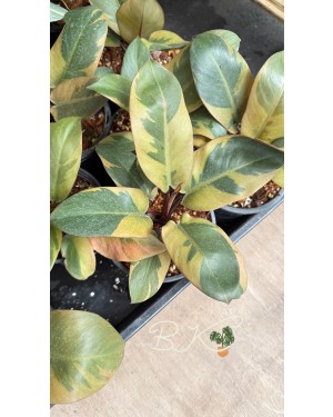 5 Plants Philodendron Black Cadinal variegated size S