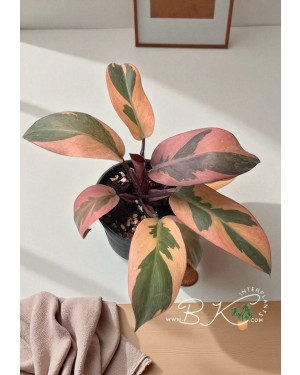 Beautiful Dark Leaves with Creamy Variegation