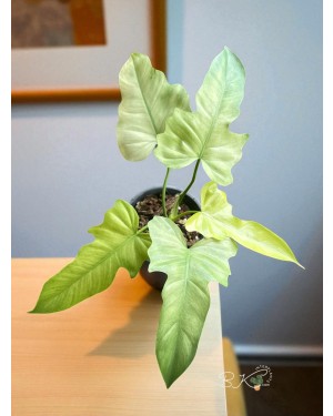 Easy Care Indoor Plant Bright Indirect Light