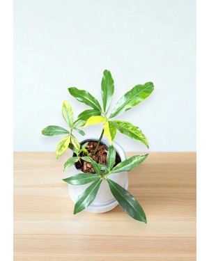 Philodendron Goeldii Variegated – Top View of Mature Leaves