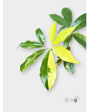 philodendron-goeldii-variegated-plant