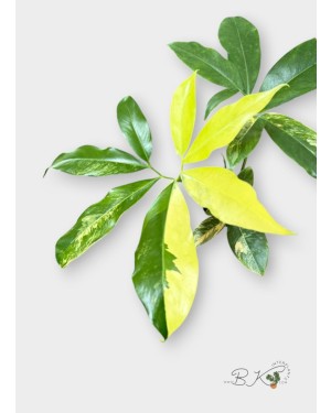 philodendron-goeldii-variegated-sale-houseplants
